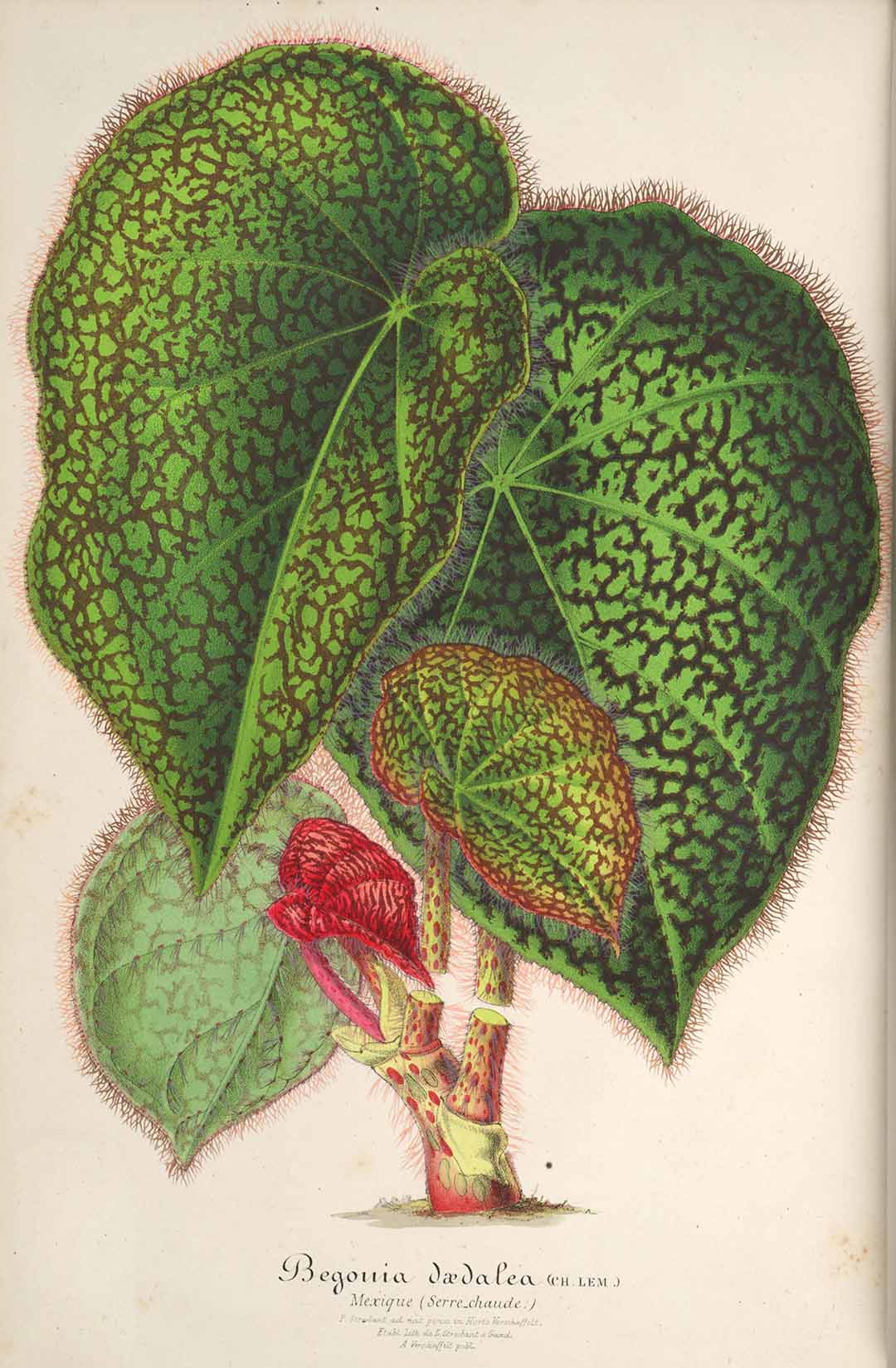 B. daedalea
